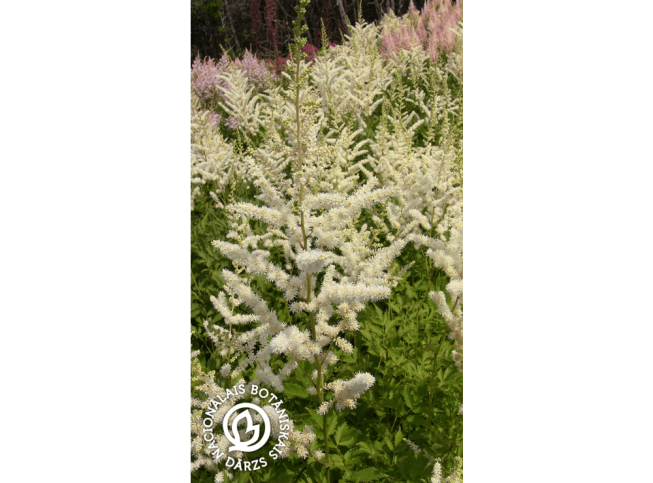 Astilbe   'König Albert'